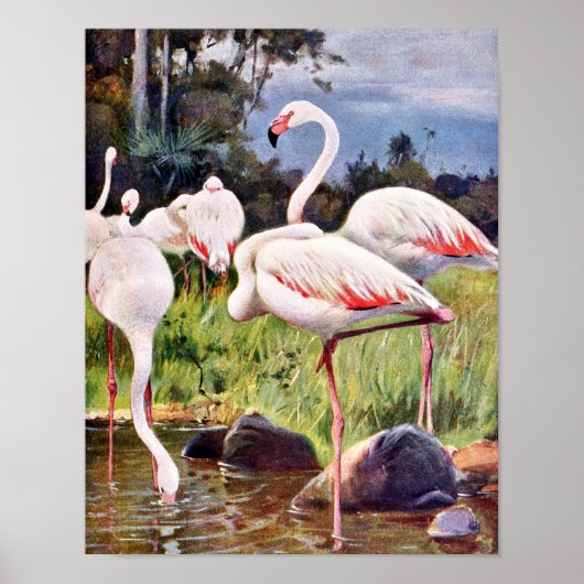 Pink Flamingos Vintage Illustration Poster (Vorne)