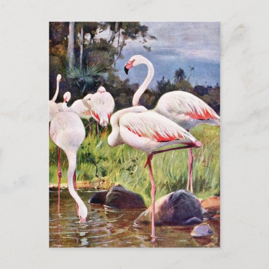Pink Flamingos Vintage Illustration Postkarte (Vorderseite)
