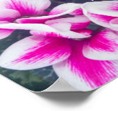 Pink Floral Cyclamen Fotografie Poster (Ecke)