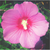 Pink Floral Fotografie Aufkleber (Vorderseite)