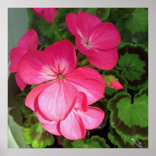 Pink Floral Fotografie Poster (Vorne)
