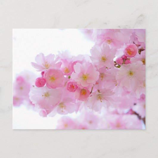 Pink Floral Postkarte (Vorderseite)