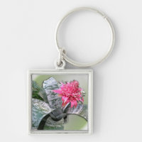 Pink Flower Bromeliad