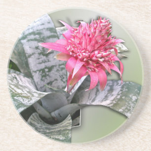 Pink Flower Bromeliad Untersetzer