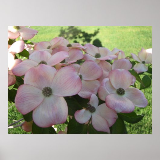 Pink Flower Dogwood Poster (Vorne)