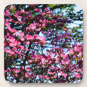 Pink flowering Dogwood tree Getränkeuntersetzer