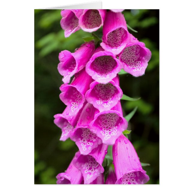 Pink Foxglove Blank (Vorne)