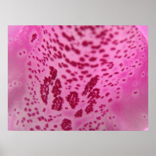 Pink Foxglove Petal Print Poster (Vorne)