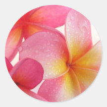 Pink Frangipani