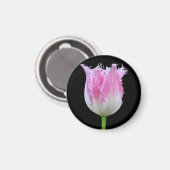 Pink Fringed Tulip Magnet (Vorderseite/Rückseite)