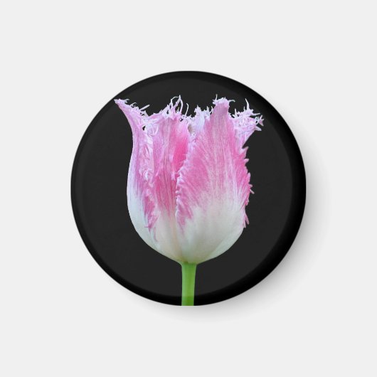 Pink Fringed Tulip Magnet (Vorne)