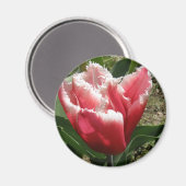 Pink Fringed Tulip Magnet (Vorderseite/Rückseite)