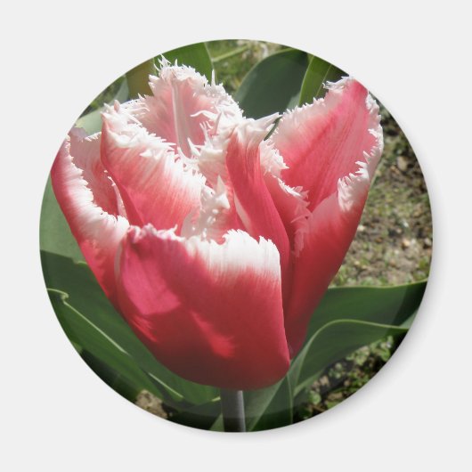 Pink Fringed Tulip Magnet (Vorne)