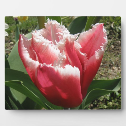 Pink Fringed Tulip Plaque Fotoplatte (Vorderseite)