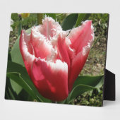 Pink Fringed Tulip Plaque Fotoplatte (Seite)