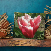 Pink Fringed Tulip Plaque Fotoplatte (Seite)