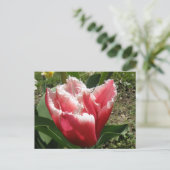 Pink Fringed Tulip Postkarte (Stehend Vorderseite)