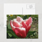 Pink Fringed Tulip Postkarte (Vorne/Hinten)