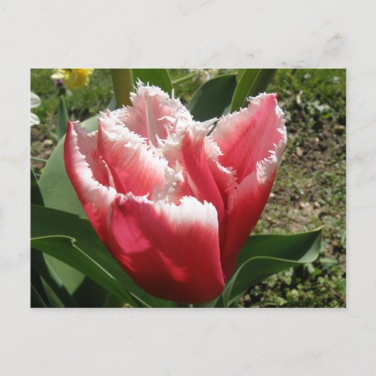 Pink Fringed Tulip Postkarte (Vorderseite)