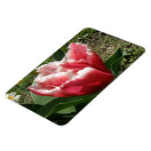 Pink Fringed Tulip Premium Magnet (Linke Seite)