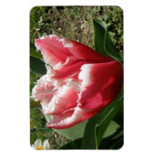Pink Fringed Tulip Premium Magnet (Vertikal)