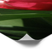 Pink Fringed Tulip Print Poster (Ecke)