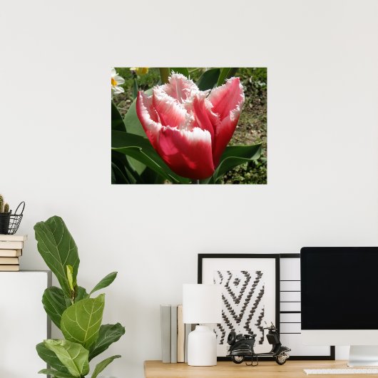 Pink Fringed Tulip Print Poster (Heimbüro)