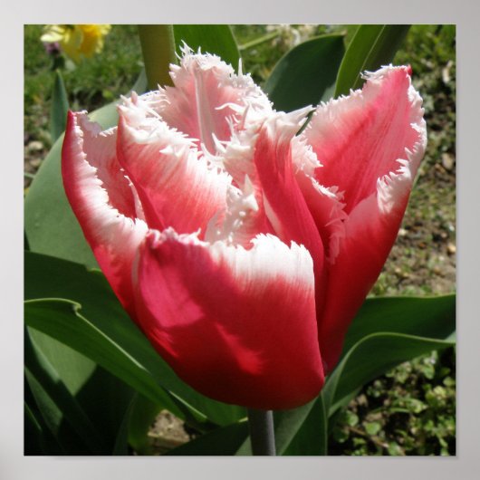 Pink Fringed Tulip Print Poster (Vorne)
