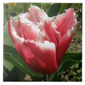 Pink Fringed Tulip Tile Fliese (Vorderseite)