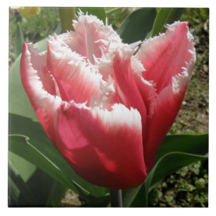 Pink Fringed Tulip Tile Fliese