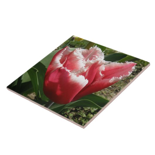 Pink Fringed Tulip Tile Fliese (Seite)