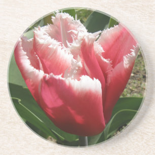 Pink Fringed Tulip Untersetzer