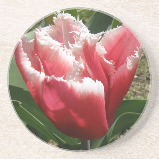 Pink Fringed Tulip Untersetzer (Vorne)