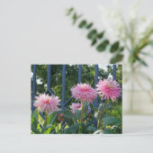 Pink Fuji Mums Postkarte (Stehend Vorderseite)