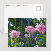 Pink Fuji Mums Postkarte (Vorne/Hinten)