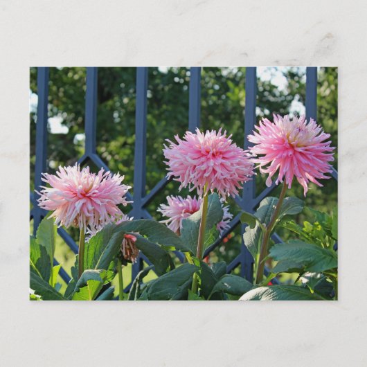 Pink Fuji Mums Postkarte (Vorderseite)