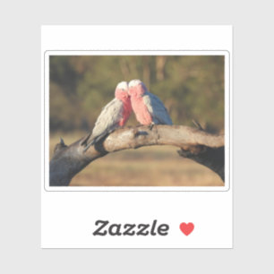 Pink Galahs Aufkleber