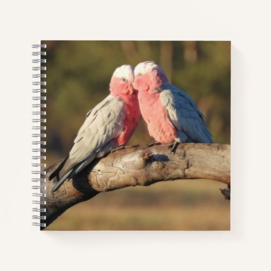 Pink Galahs Notizblock (Vorderseite)