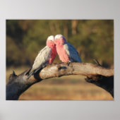 Pink Galahs Poster (Vorne)