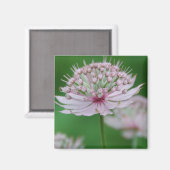 Pink Garden Magnet (Vorderseite/Rückseite)