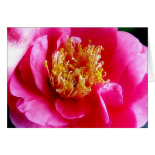 Pink Gardenia Macro Card