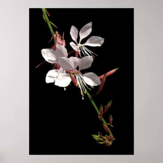 Pink Gaura Blume Poster (Vorne)