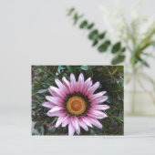 Pink Gazania Postkarte (Stehend Vorderseite)
