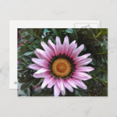 Pink Gazania Postkarte (Vorne/Hinten)
