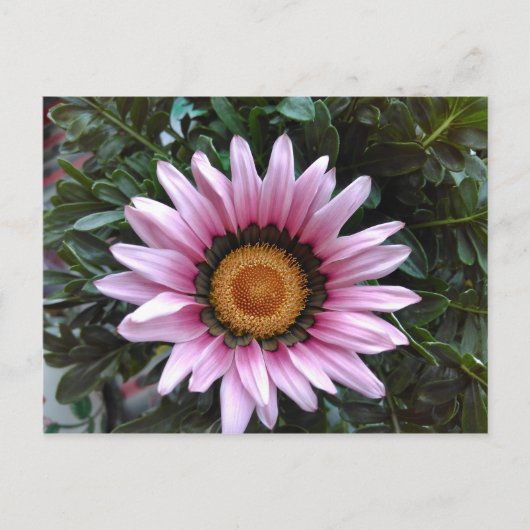Pink Gazania Postkarte (Vorderseite)