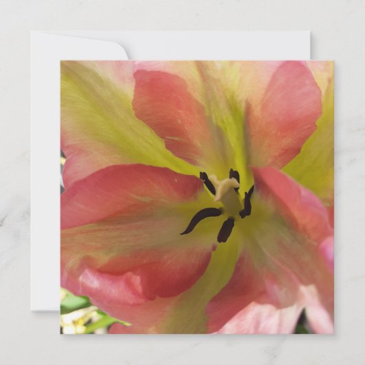 Pink & Gelb Tulip Flat Grußkarte (Vorderseite)