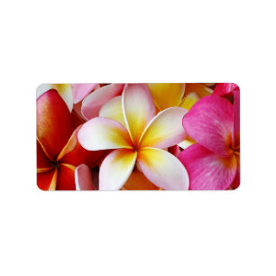 Pink-Gelb-Weiß-Mixed-Plumeria-Blume Adressaufkleber