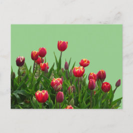 Pink-gelbe Lila Tulpen Cust.BG DICKE Postkarte
