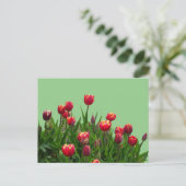 Pink-gelbe Lila Tulpen Cust.BG DICKE Postkarte (Stehend Vorderseite)