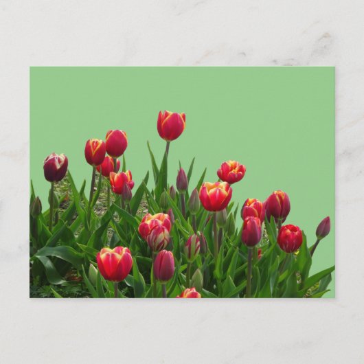 Pink-gelbe Lila Tulpen Cust.BG DICKE Postkarte (Vorderseite)